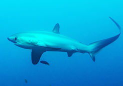 thresher shark philippines