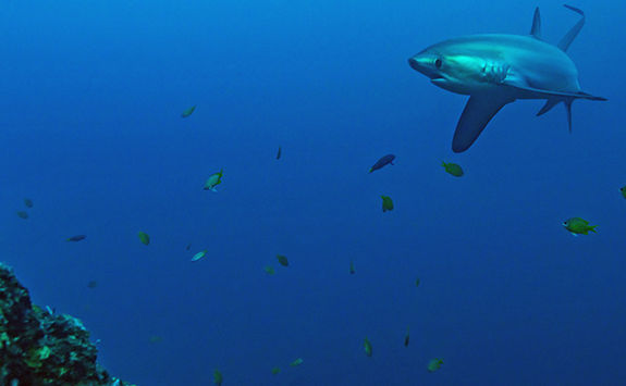 thresher shark philippines