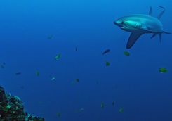 thresher shark philippines