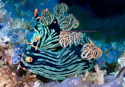 nudibranch