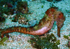 seahorse