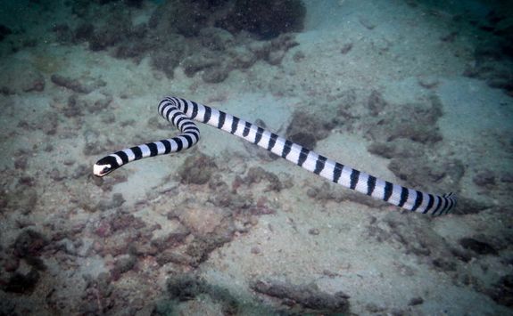 sea snake