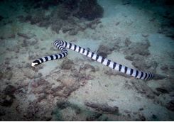 sea snake
