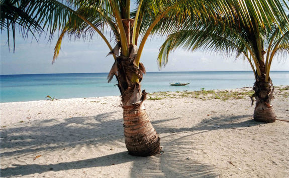 palm tree on beach