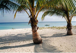 palm tree on beach