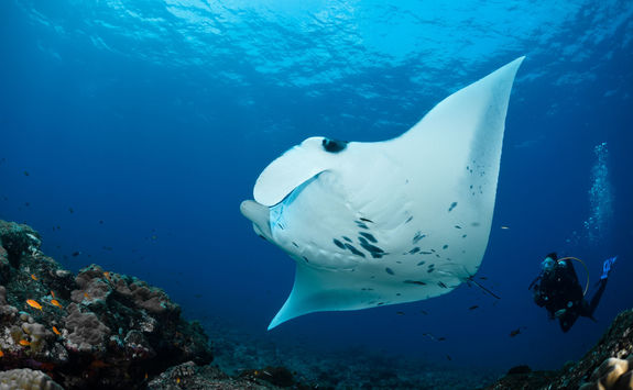 manta ray