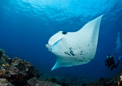 manta ray