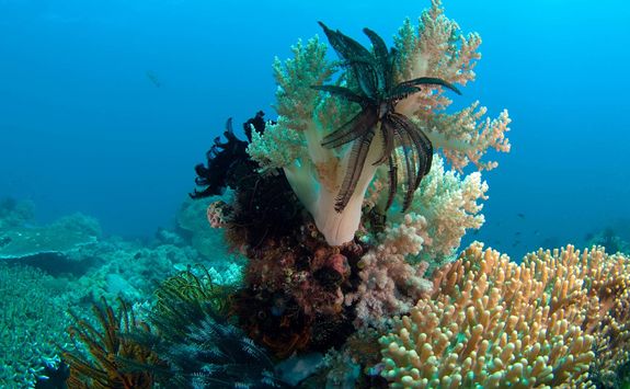 coral garden apoisland