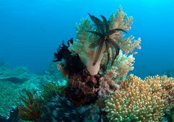 coral garden apoisland