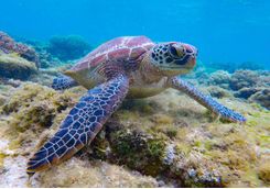 turtle apo island