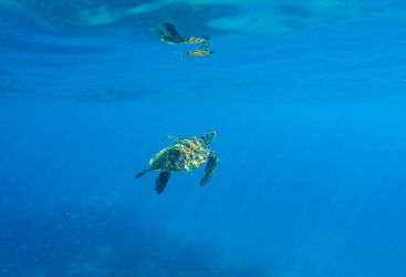 turtle in apo island