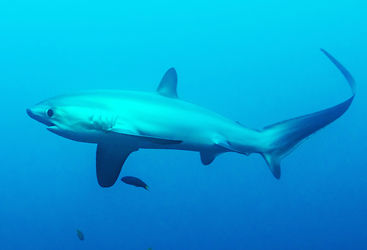 thresher shark