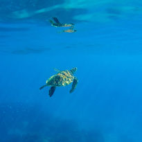 turtle in apo island