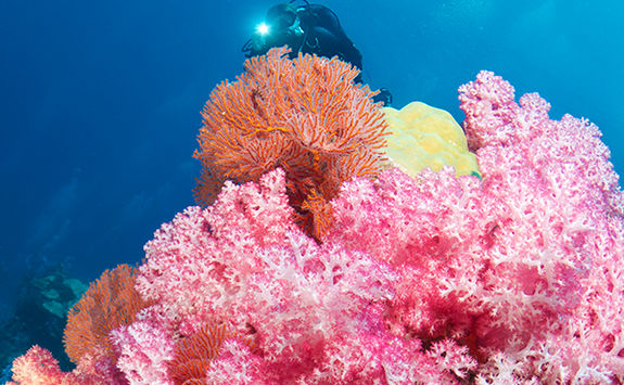 diving fiji
