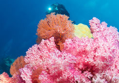 diving fiji