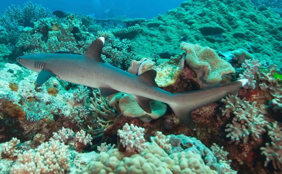 reef shark