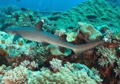 reef shark