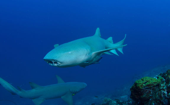 nurse shark