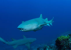 nurse shark