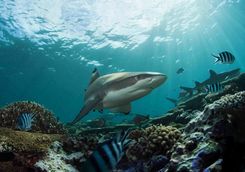 reef shark