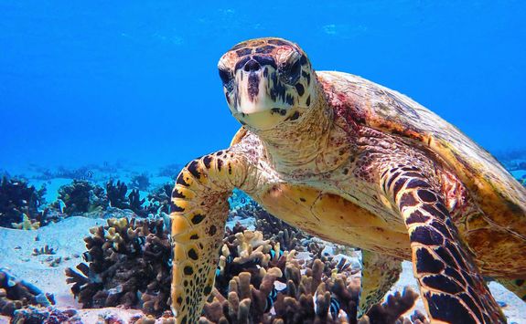 hawksbill sea turtle