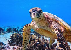 hawksbill sea turtle