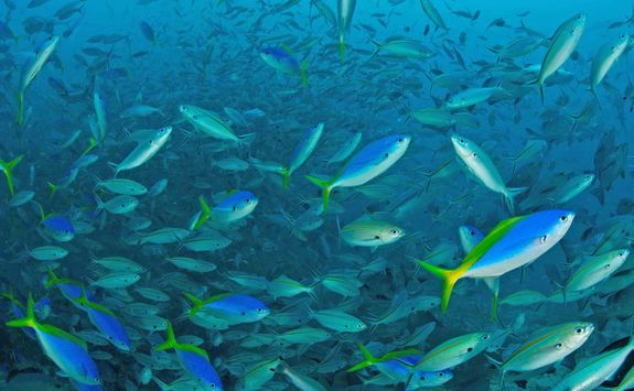 shoal fish beqa lagoon