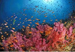 soft coral fish fiji