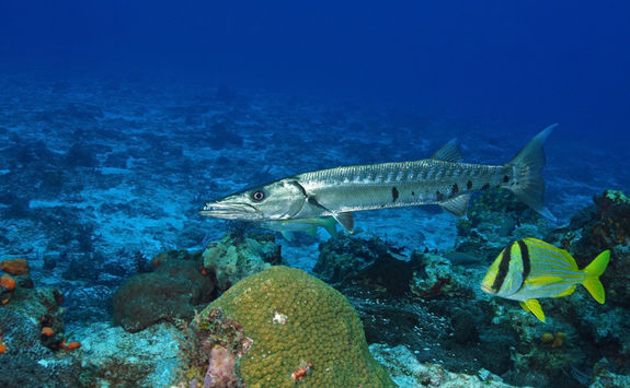 barracuda