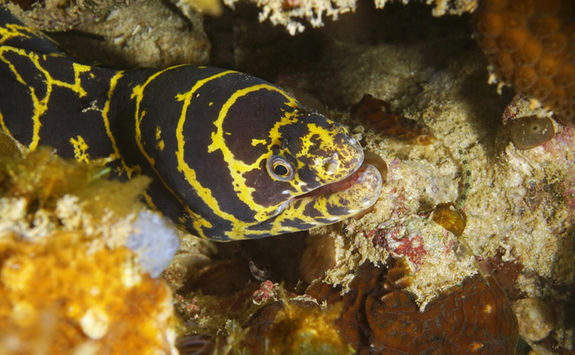 moray eel