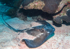 sting ray