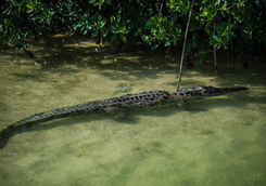 crocodile