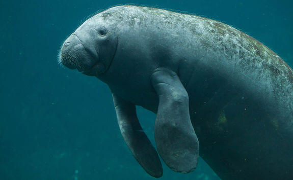 manatees