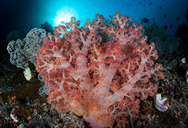 Coal in papua new guinea