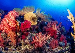 coral reef png