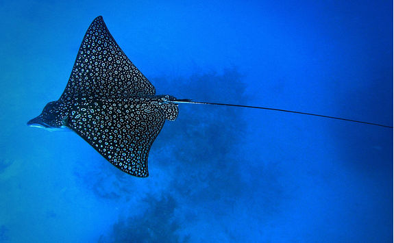 eagle ray