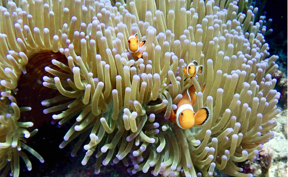 clown fish coral