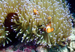 clown fish coral