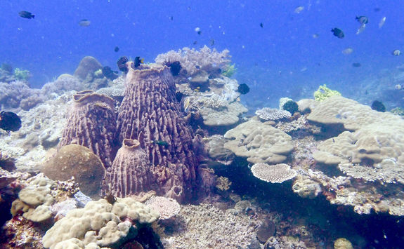 el nido coral