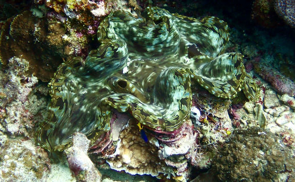 el nido coral clam