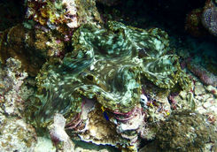 el nido coral clam
