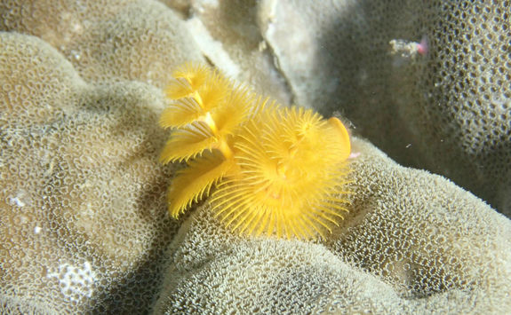 el nido yellow coral