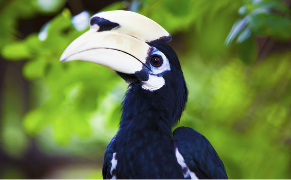 palawan hornbill