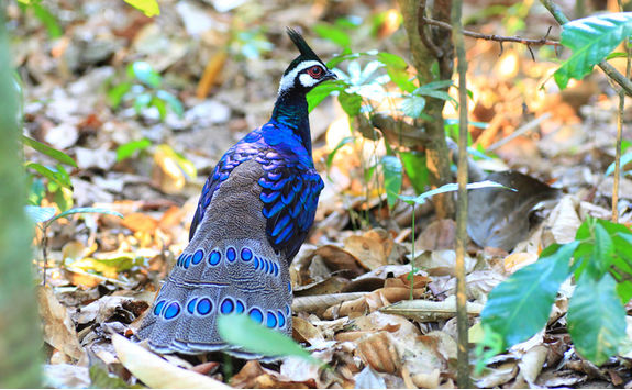 palawan pheasant