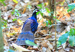 palawan pheasant
