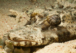 crocodile fish