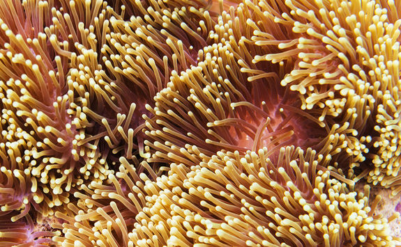 sea anemone