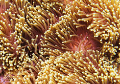 sea anemone
