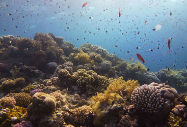 reef fish Red Sea