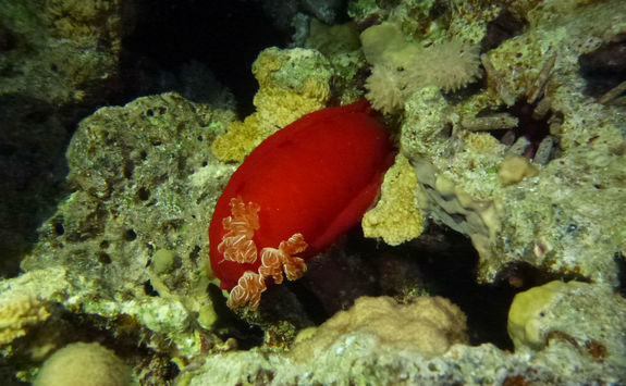 red sea slug